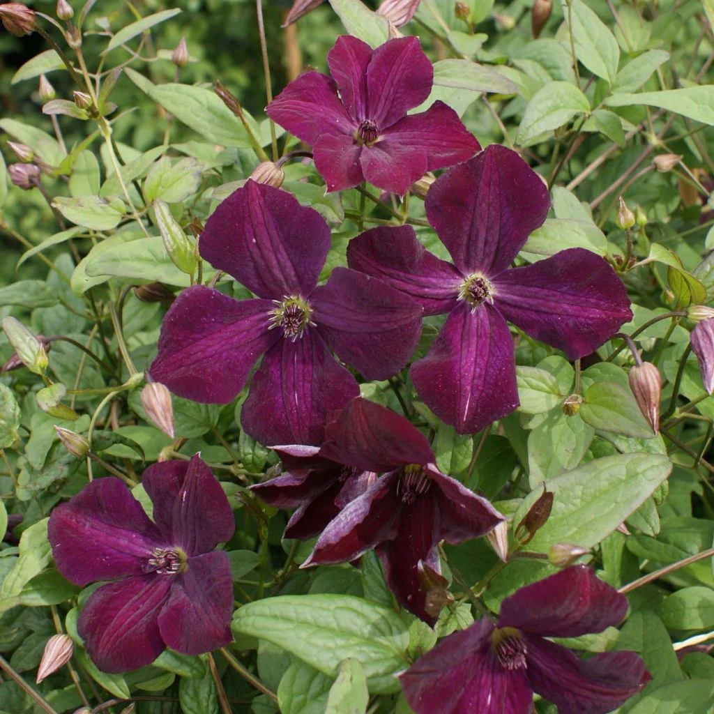 Clématite - Clematis viticella Royal Velours Clématite - Clematis Viticella Royal Velours -Graines Fleurs Boutique Clematite viticella Royal Velours 83612 2