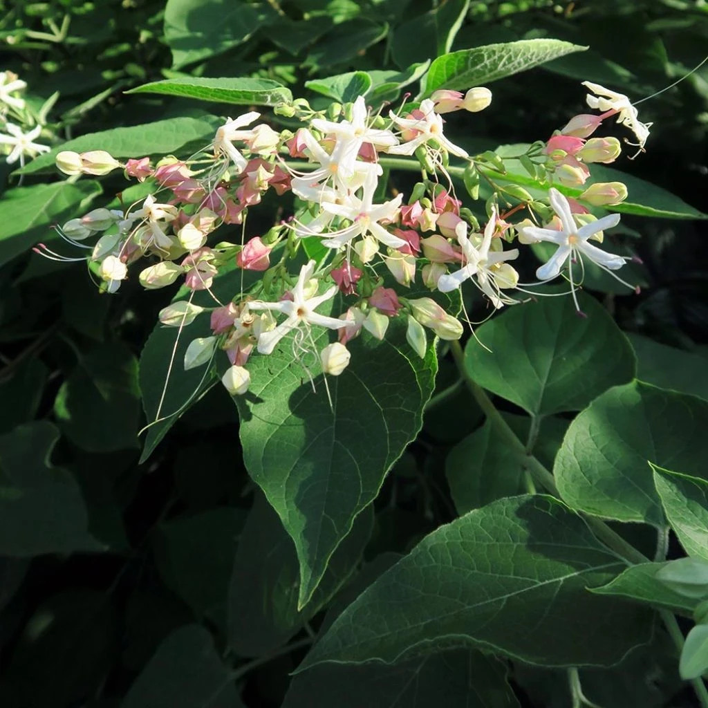Arbre du clergé Fargesii - Clerodendrum trichotomum Fargesii Arbre Du Clergé Fargesii - Clerodendrum Trichotomum Fargesii -Graines Fleurs Boutique Clerodendrum trichotomum Fargesii 87578 1