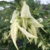 Clianthus Puniceus White Heron - Pince De Homard