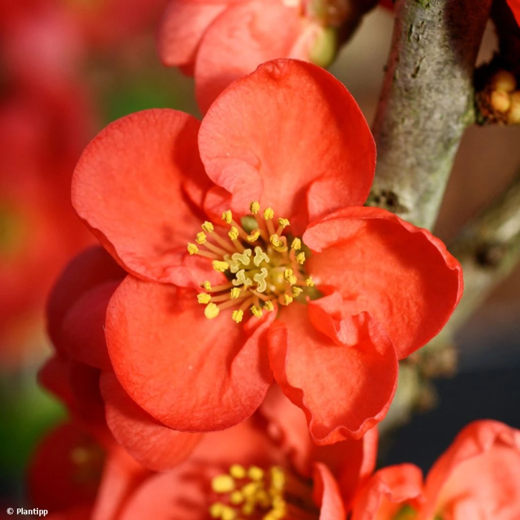 Cognassier du Japon - Chaenomeles speciosa Red Kimono Cognassier Du Japon - Chaenomeles Speciosa Red Kimono -Graines Fleurs Boutique Cognassier du Japon Chaenomeles speciosa Red Kimono copyright 18290 1