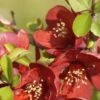 Cognassier Du Japon Crimson And Gold - Chaenomeles Superba