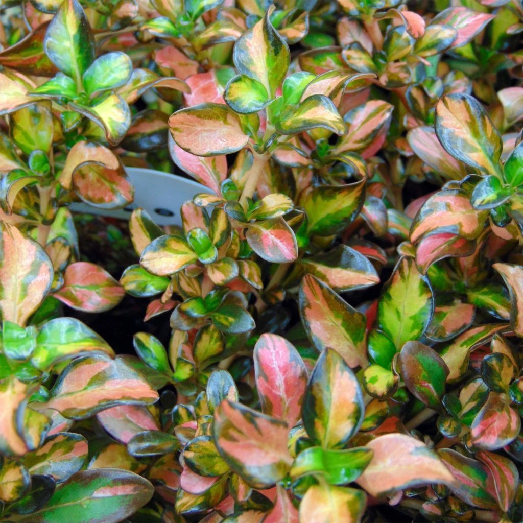 Coprosma Evening Glow Coprosma Evening Glow -Graines Fleurs Boutique Coprosma Evening Glow 83276 1