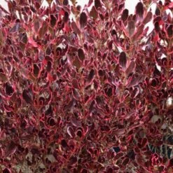 Coprosma Pacific Dawn