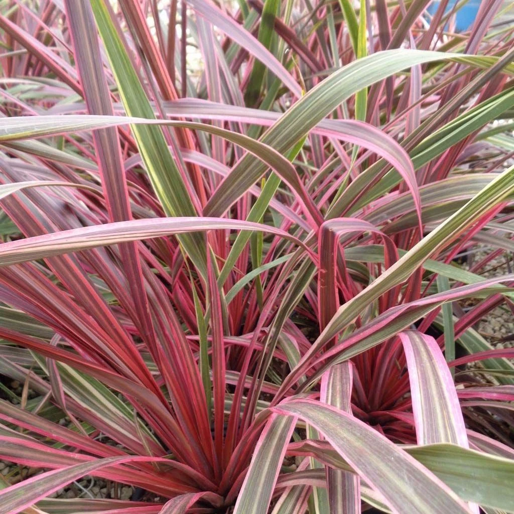 Cordyline Can Can Cordyline Can Can -Graines Fleurs Boutique Cordyline Can Can 84799 1