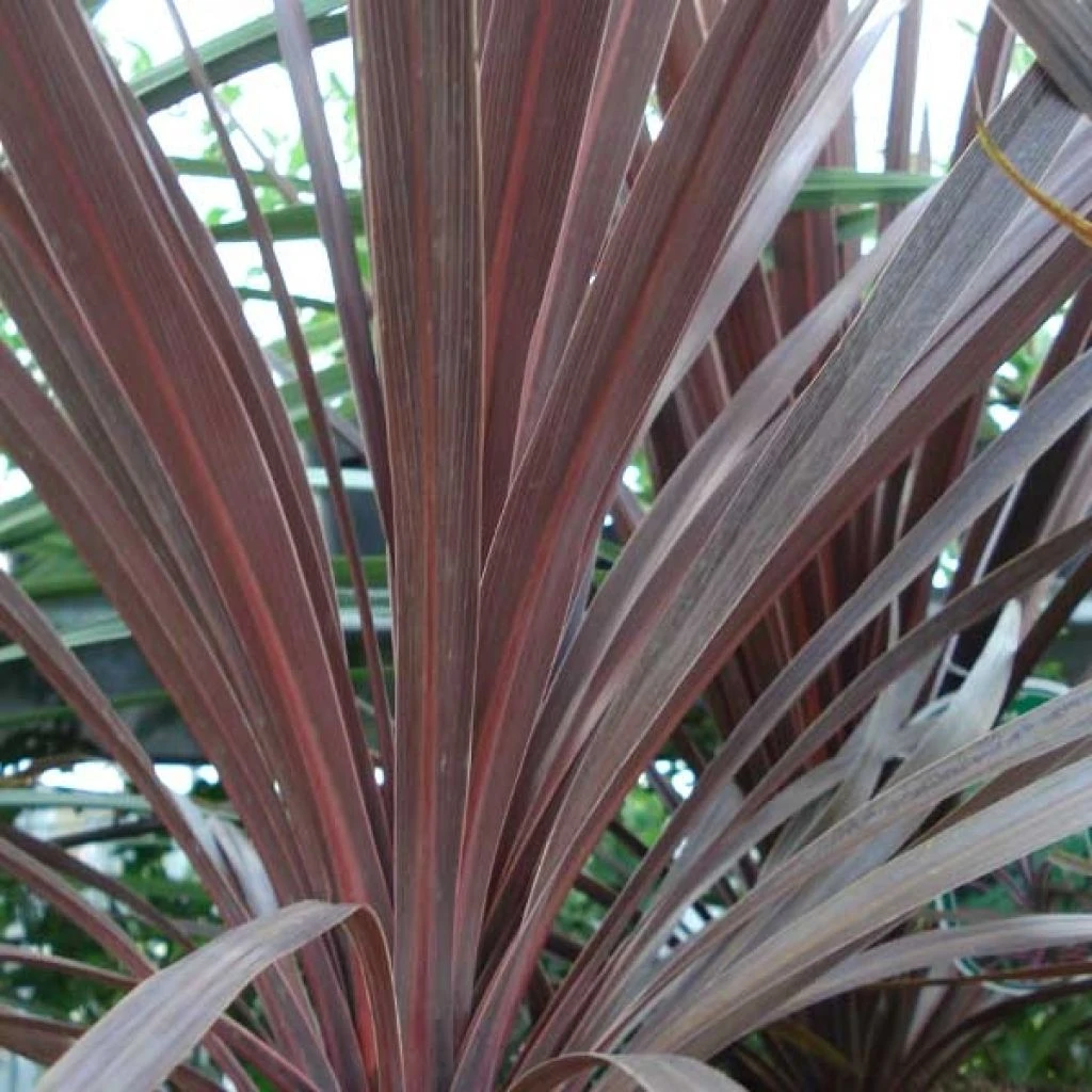 Cordyline australis Red Star Cordyline Australis Red Star -Graines Fleurs Boutique Cordyline australis Red Star 7900 1