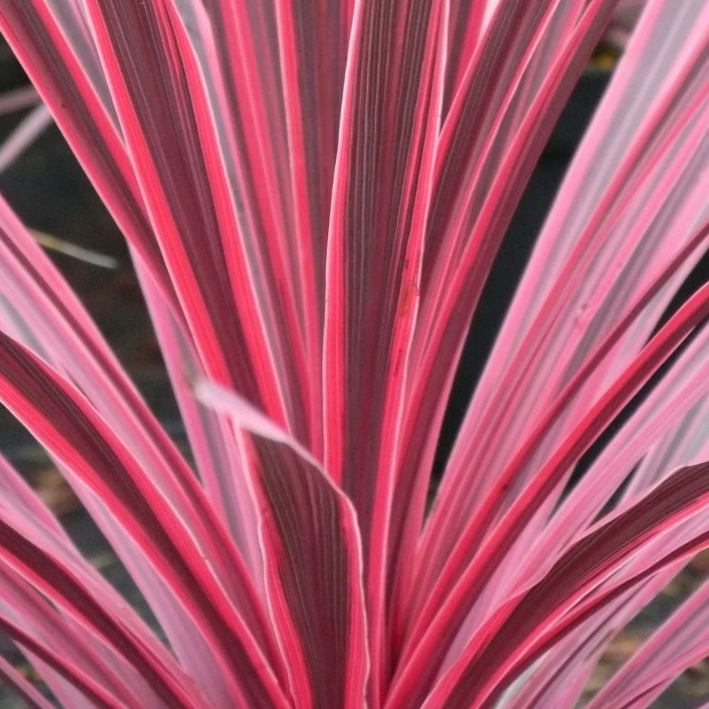 Cordyline australis Sunrise Cordyline Australis Sunrise -Graines Fleurs Boutique Cordyline australis Sunrise 81583 1