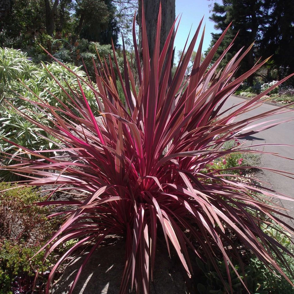 Cordyline banksii Electric Pink Cordyline Banksii Electric Pink -Graines Fleurs Boutique Cordyline banksii Electric Pink 100458 1
