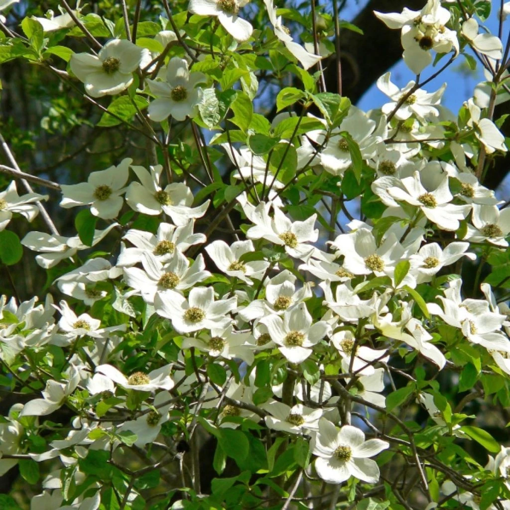 Cornus Ascona - Cornouiller à fleurs Cornus Ascona - Cornouiller à Fleurs -Graines Fleurs Boutique Cornus nuttallii ld Stan Shebs 781582 1