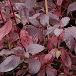 Cornus Alba Siberian Pearls - Cornouiller Blanc à Bois Rouge