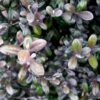 Corokia Virgata Frosted Chocolate - Corokie