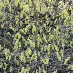 Corylopsis Spicata - Faux Noisetier