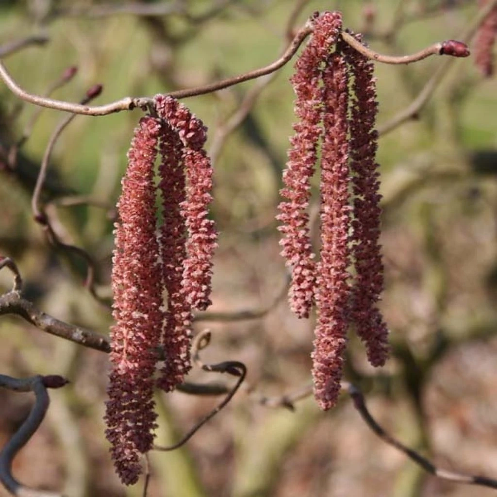 Noisetier tortueux pourpre - Corylus avellana Red Majestic Noisetier Tortueux Pourpre - Corylus Avellana Red Majestic -Graines Fleurs Boutique Corylus red majestic copyright sapho 7625 1