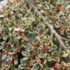 Cotoneaster Horizontalis Variegatus - Cotonéaster Rampant