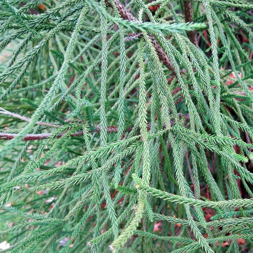 Cèdre du Japon Araucarioides - Cryptomeria japonica Cèdre Du Japon Araucarioides - Cryptomeria Japonica -Graines Fleurs Boutique Cryptomeria japonica Araucarioides 87744 1