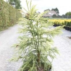 Cryptomeria Japonica Sekkan Sugi