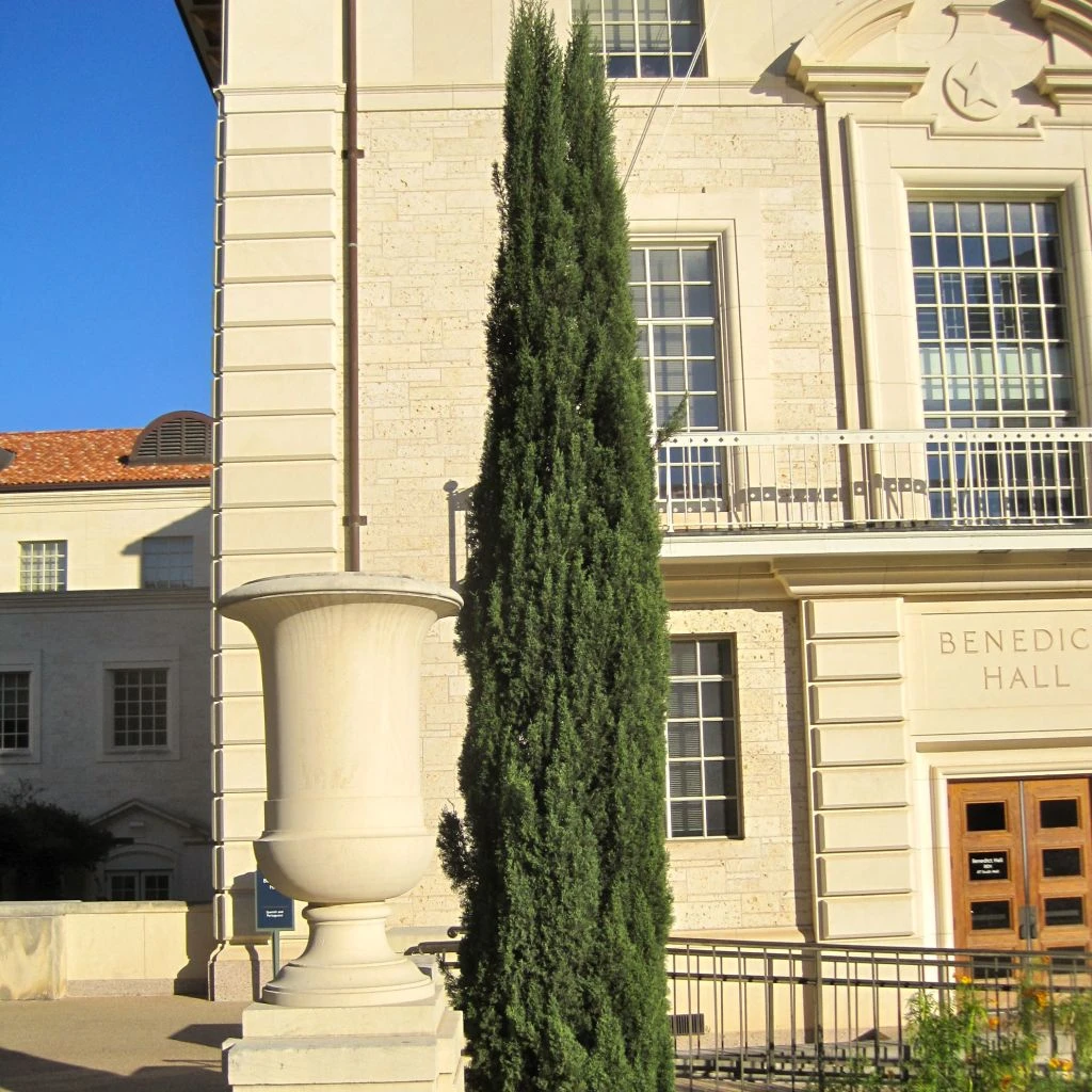 Cyprès de Provence - Cupressus sempervirens Pyramidalis Cyprès De Provence - Cupressus Sempervirens Pyramidalis -Graines Fleurs Boutique Cupressus sempervirens Pyramidalis 82768 1