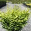 Cyprès Hinoki Du Japon - Chamaecyparis Obtusa Lucas