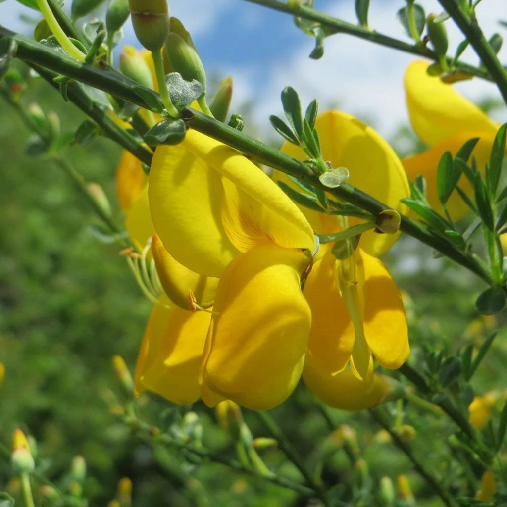 Genêt - Cytisus Golden Sunlight Genêt - Cytisus Golden Sunlight -Graines Fleurs Boutique Cytisus Golden Sunlight 100090 1