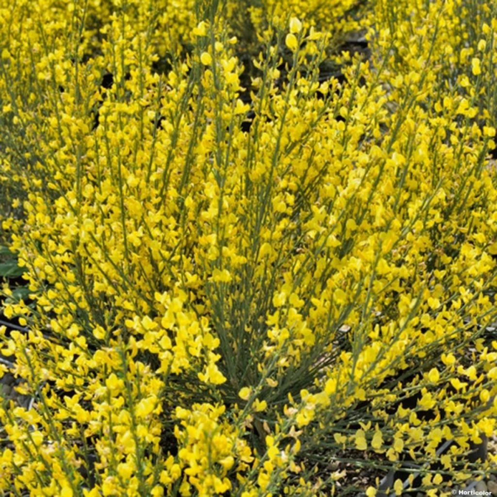 Genêt précoce - Cytisus praecox Allgold Genêt Précoce - Cytisus Praecox Allgold -Graines Fleurs Boutique Cytisus praecox Allgold 781597 1