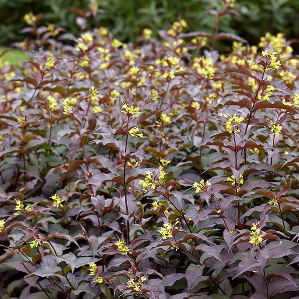 Diervilla rivularis Troja Black - Diervillée Diervilla Rivularis Troja Black - Diervillée -Graines Fleurs Boutique Diervilla rivularis Troja Black Diervillee IF 17897 1