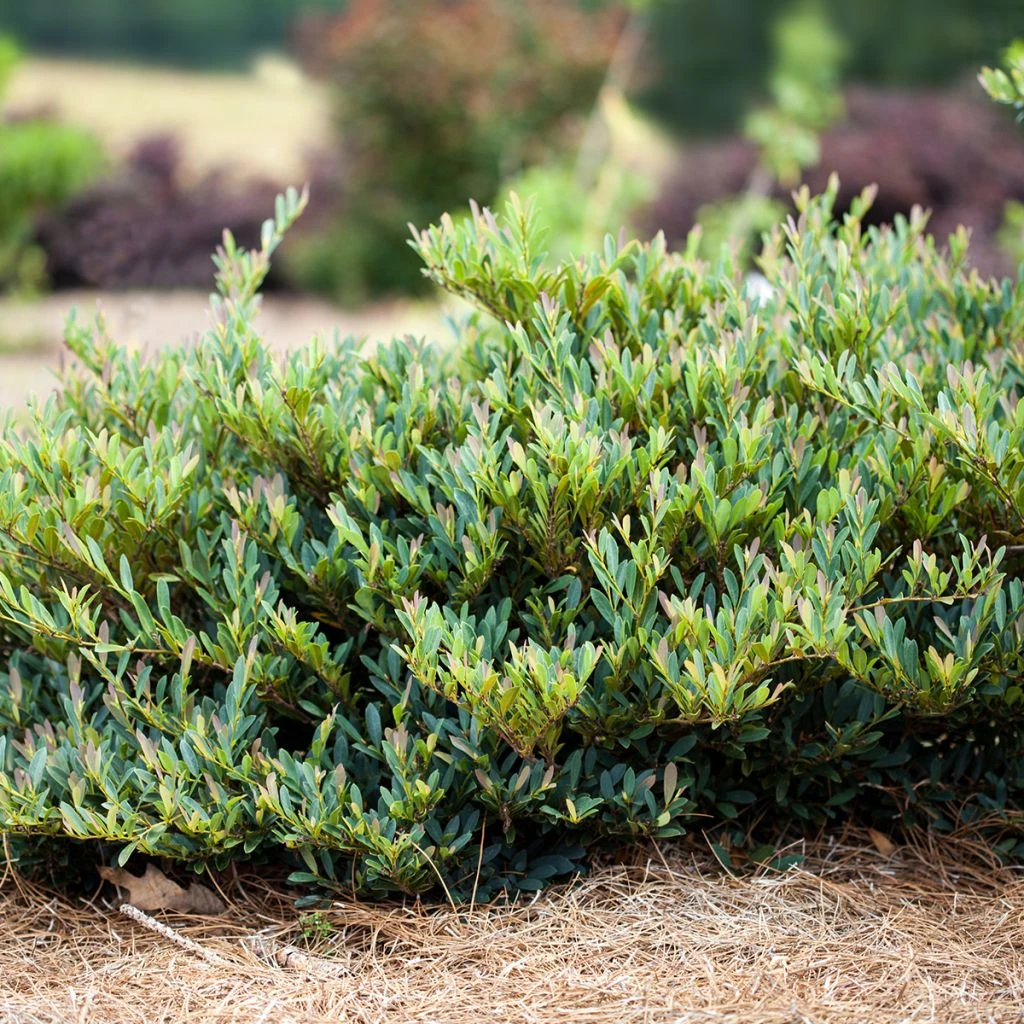 Distylium Cinnamon Girl Distylium Cinnamon Girl -Graines Fleurs Boutique Distylium Cinnamon Girl First Editions IF 182921 1