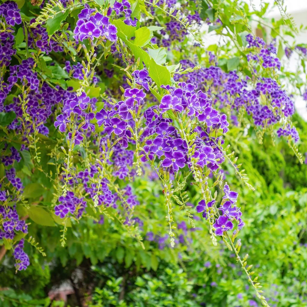 Duranta repens ou erecta - Vanillier de Cayenne Duranta Repens Ou Erecta - Vanillier De Cayenne -Graines Fleurs Boutique Duranta repens ou erecta Vanillier de Cayenne copyright 18457 1