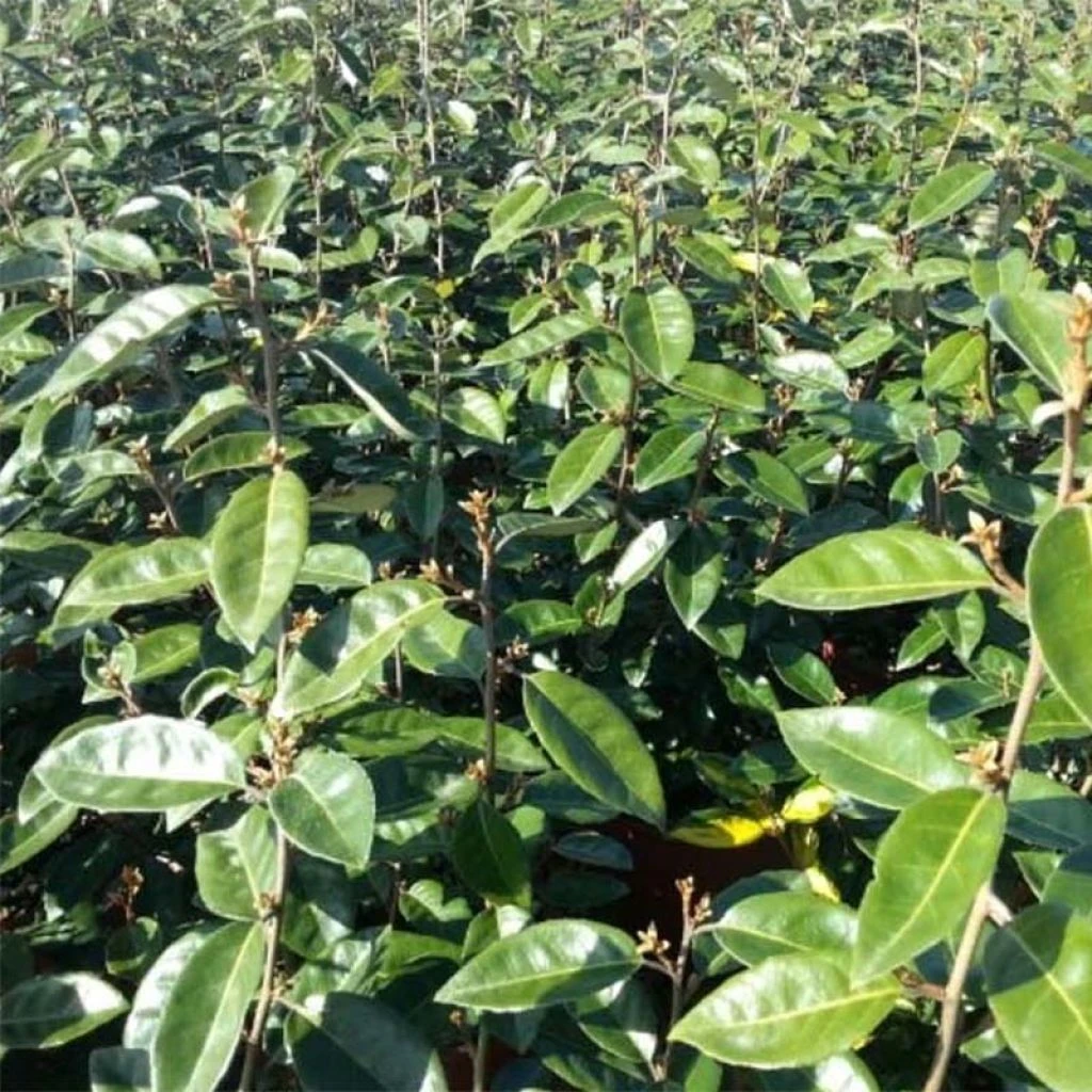 Elaeagnus ebbingei Compacta - Chalef Elaeagnus Ebbingei Compacta - Chalef -Graines Fleurs Boutique Elaeagnus ebbingei Compacta 84055 1