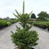 Picea Abies Will's Zwerg - Épicéa Commun