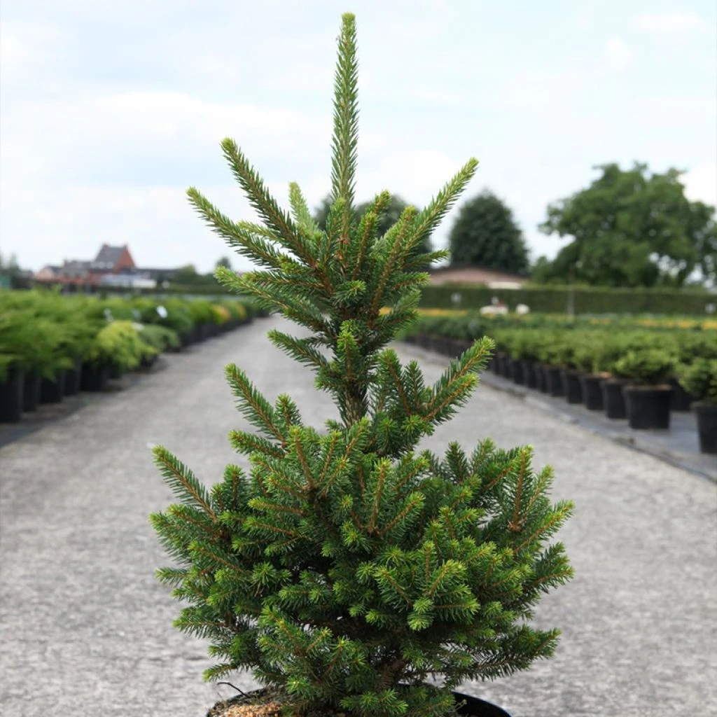 Picea abies Will's Zwerg - Épicéa commun Picea Abies Will's Zwerg - Épicéa Commun -Graines Fleurs Boutique Epicea commun Picea abies Will s Zwerg IF 1002732 1