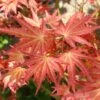 Erable Du Japon - Acer Palmatum Brown Sugar