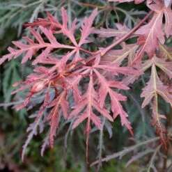 Erable Du Japon - Acer Palmatum Dissectum Orangeola