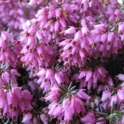Bruyère Des Neiges - Erica Carnea Rosalie