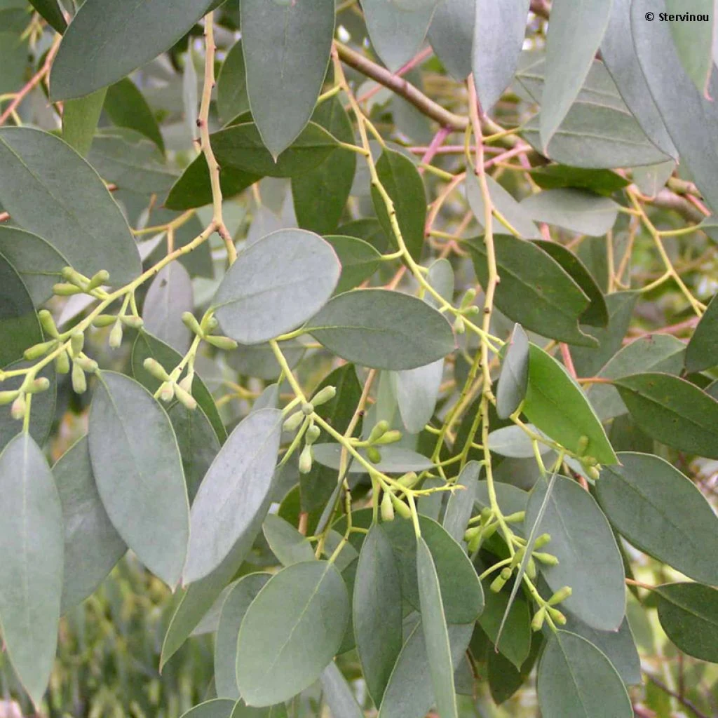 Eucalyptus archeri - Gommier alpin, Eucalyptus d'Archer Eucalyptus Archeri - Gommier Alpin, Eucalyptus D'Archer -Graines Fleurs Boutique Eucalyptus archeri Gommier alpin Eucalyptus d Archer IF copyright 18033 1