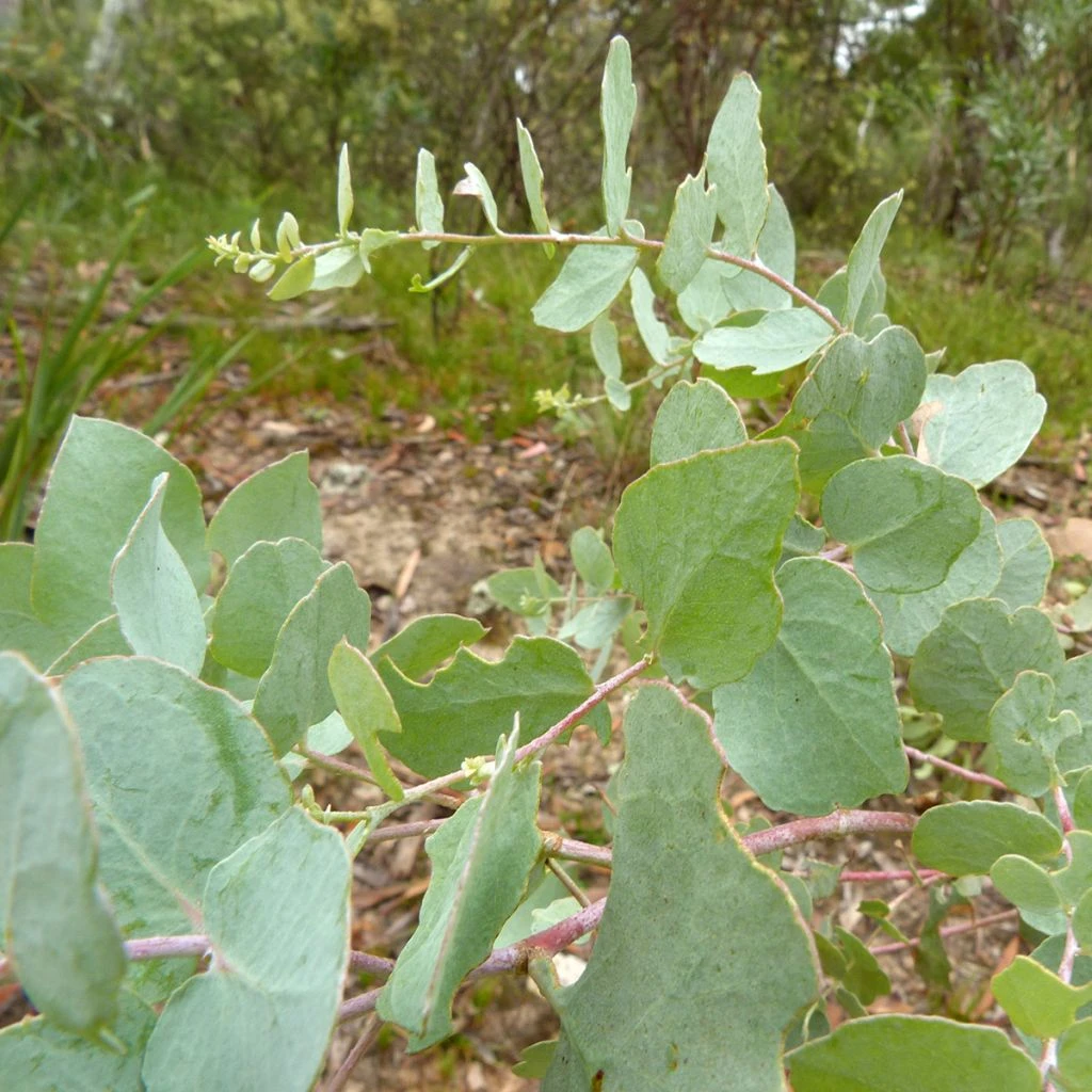 Eucalyptus bridgesiana - Gommier de Bridges Eucalyptus Bridgesiana - Gommier De Bridges -Graines Fleurs Boutique Eucalyptus bridgesiana Gommier de Bridges LD 18802 1