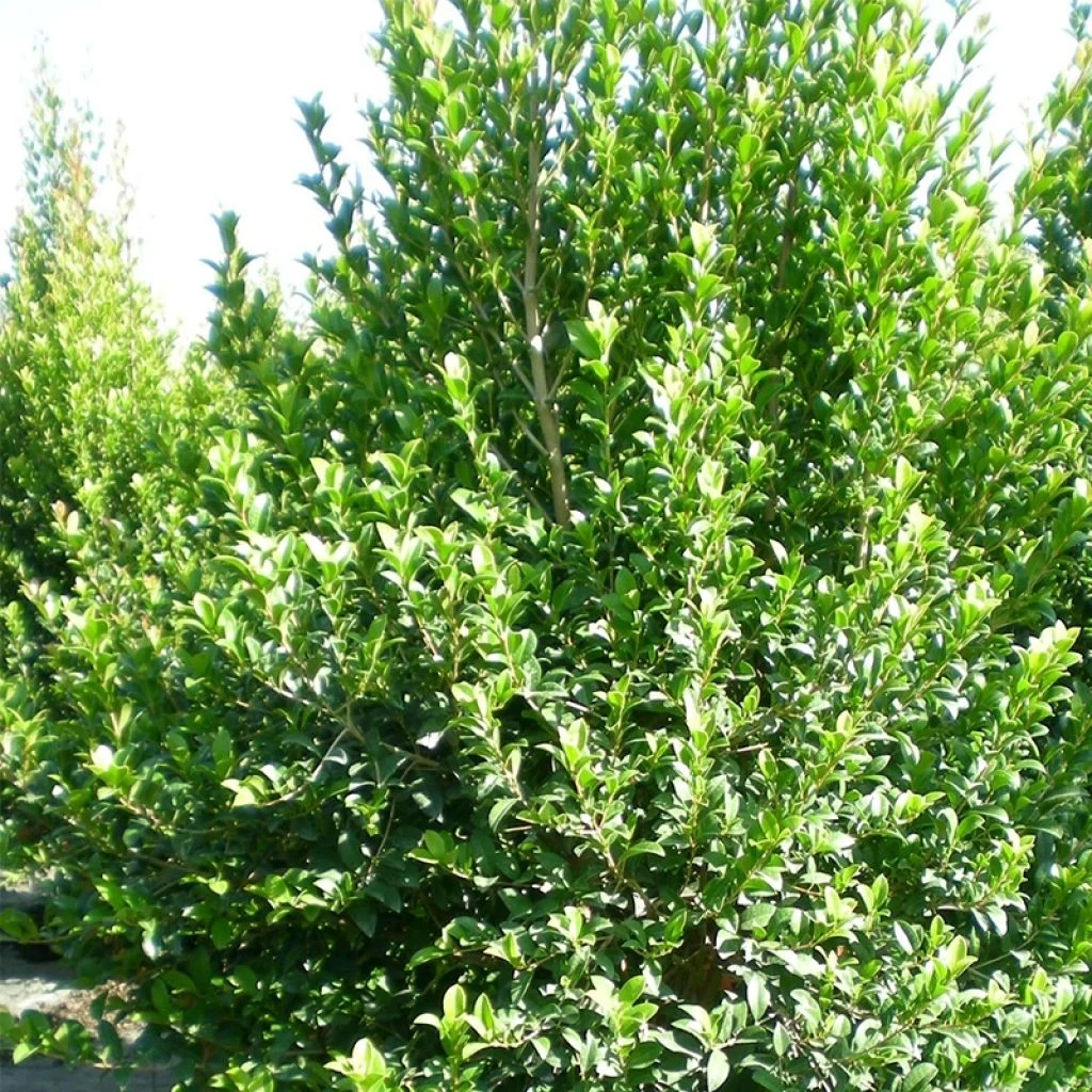 Eugenia myrtifolia New Port - Myrte d'Australie Eugenia Myrtifolia New Port - Myrte D'Australie -Graines Fleurs Boutique Eugenia myrtifolia New Port V 17149 1