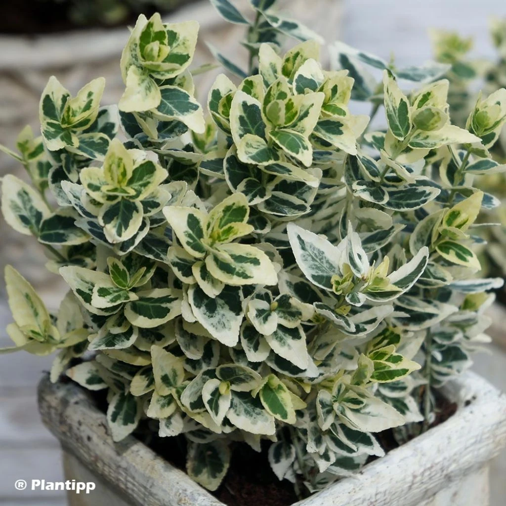 Euonymus fortunei Dan's Delight - Fusain persistant Euonymus Fortunei Dan's Delight - Fusain Persistant -Graines Fleurs Boutique Euonymus fortunei Dan s Delight 88797 1