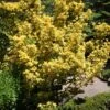 Euonymus Japonicus Ovatus Aureus (Marieke) - Fusain Du Japon