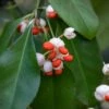 Euonymus Tonkinensis - Fusain Du Tonkin