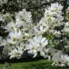 Exochorda Serratifolia Snow White - Arbre Aux Perles