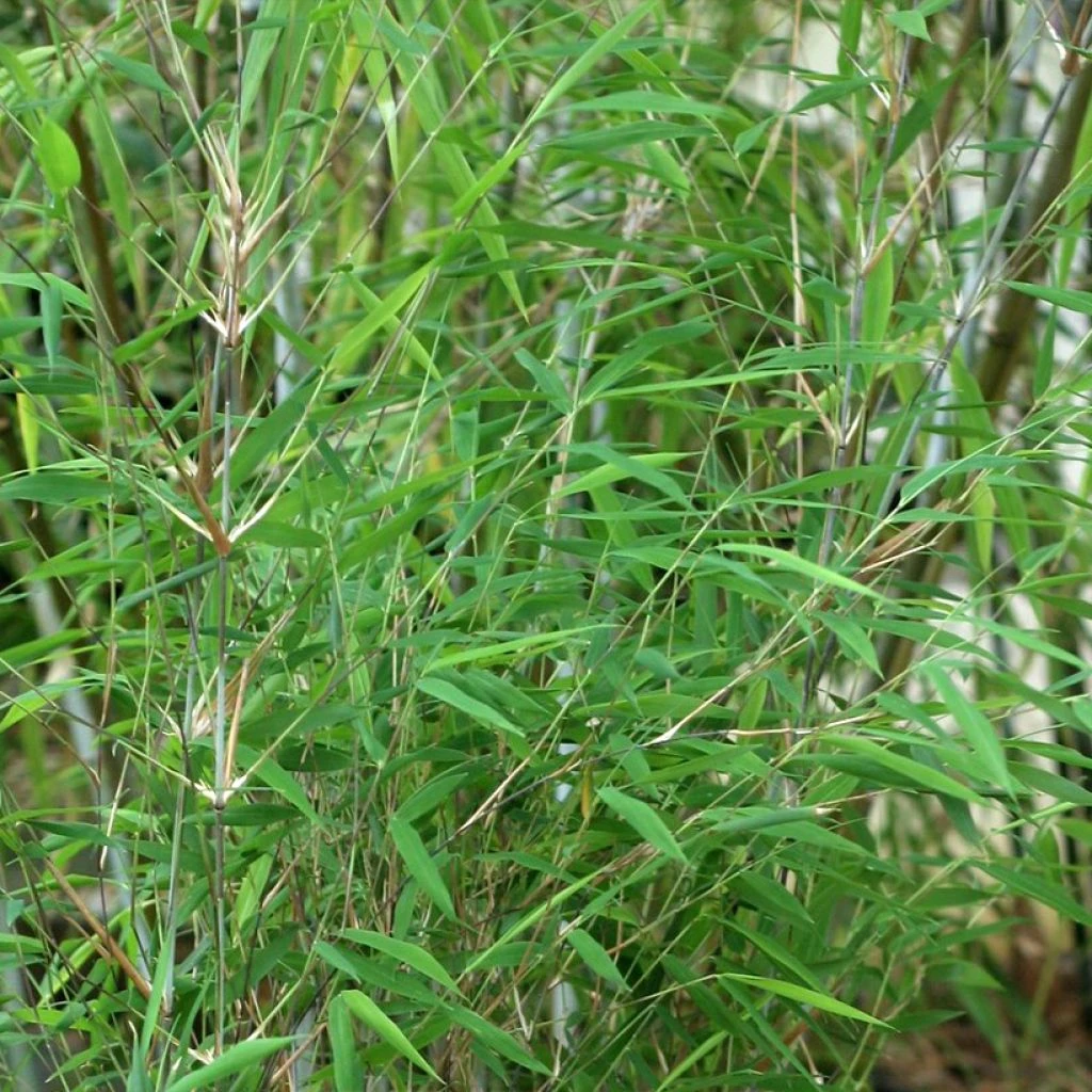 Fargesia Taibashan 2 - Bambou non traçant Fargesia Taibashan 2 - Bambou Non Traçant -Graines Fleurs Boutique Fargesia Taibashan 2 Bambou non tracant V 183861 1