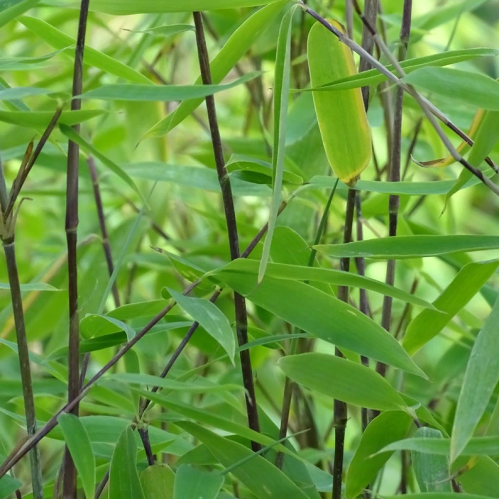 Fargesia Viking - Bambou non traçant Fargesia Viking - Bambou Non Traçant -Graines Fleurs Boutique Fargesia Viking Bambou non tracant copyright 848901 1