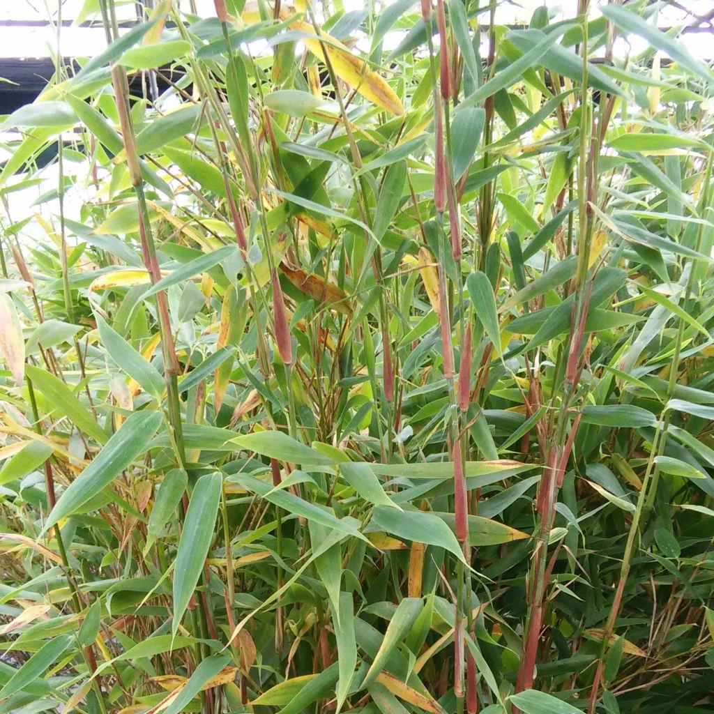 Fargesia murielae Panda - Bambou non traçant Fargesia Murielae Panda - Bambou Non Traçant -Graines Fleurs Boutique Fargesia murielae Panda 85028 1