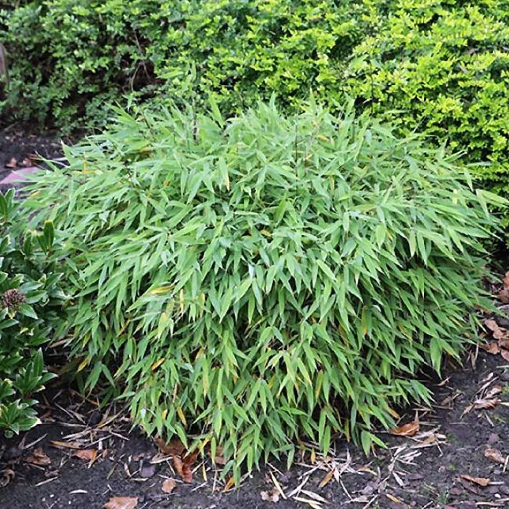 Fargesia murieliae Elias - Bambou nain non traçant Fargesia Murieliae Elias - Bambou Nain Non Traçant -Graines Fleurs Boutique Fargesia murieliae Elias 86299 1