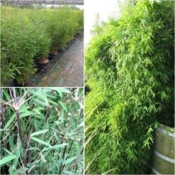 Fargesia Nitida Black Pearl - Bambou Non Traçant