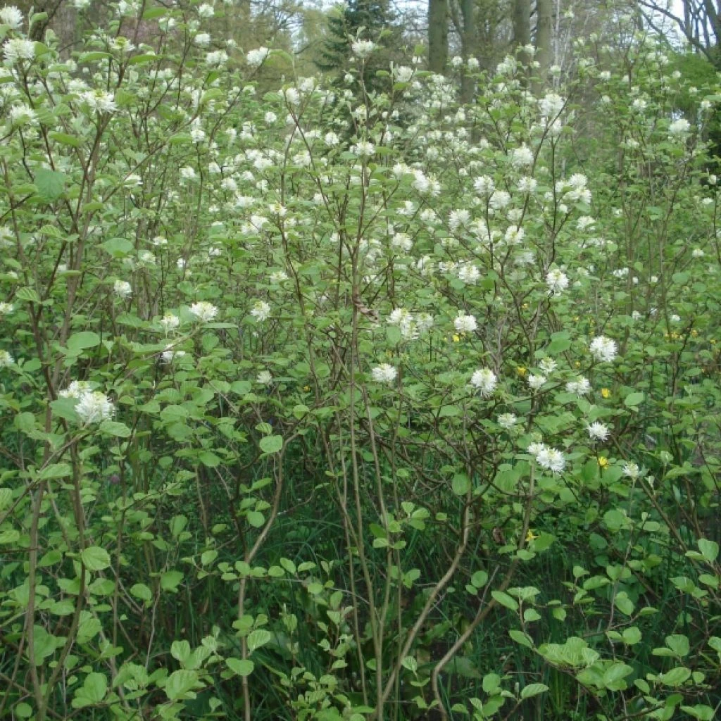 Fothergilla major - Grand Fothergilla Fothergilla Major - Grand Fothergilla -Graines Fleurs Boutique Fothergilla major 781622 1