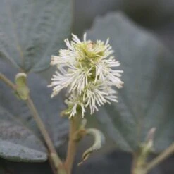 Fothergilla Intermedia Blue Shadow