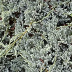 Genévrier écailleux - Juniperus Squamata Blue Spider