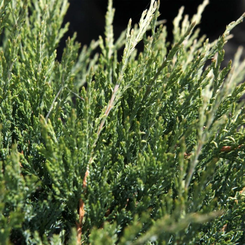 Genévrier horizontal - Juniperus horizontalis Agnieszka Genévrier Horizontal - Juniperus Horizontalis Agnieszka -Graines Fleurs Boutique Genevrier horizontal Juniperus horizontalis Agnieszka IF 1006752 1