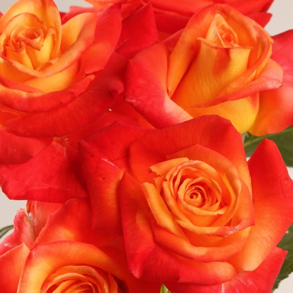 Rosier à grandes fleurs Henryane de Chaponay Rosier à Grandes Fleurs Henryane De Chaponay -Graines Fleurs Boutique H de Chaponay 16418 1