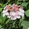 Hortensia - Hydrangea Serrata Grayswood